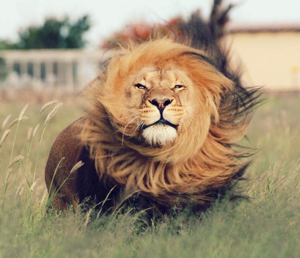 lion hair